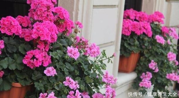 鸡蛋壳别扔了,拿来养花“作用大”,但要注意方法,好多人用错了!