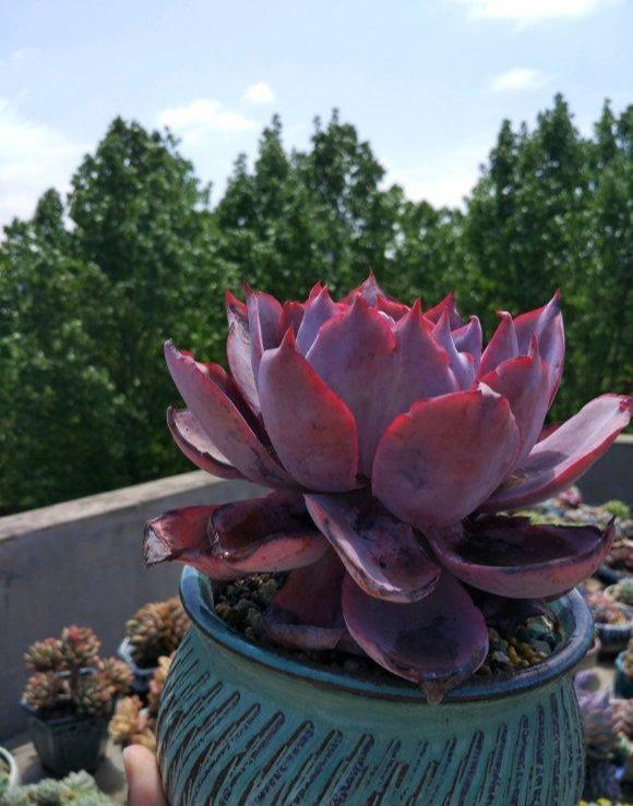 多肉|夏天多肉浇水,有小技巧,3个错误不要犯,小心多肉变“烂肉”