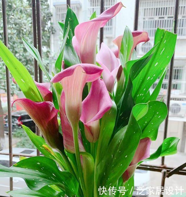 家里养5种花,不仅好养,而且寓意好,富贵养人,旺财旺运