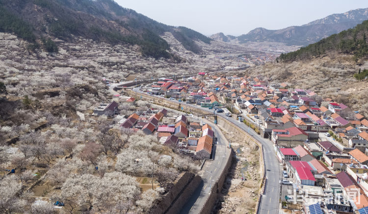 城阳夏庄：山村迎花季