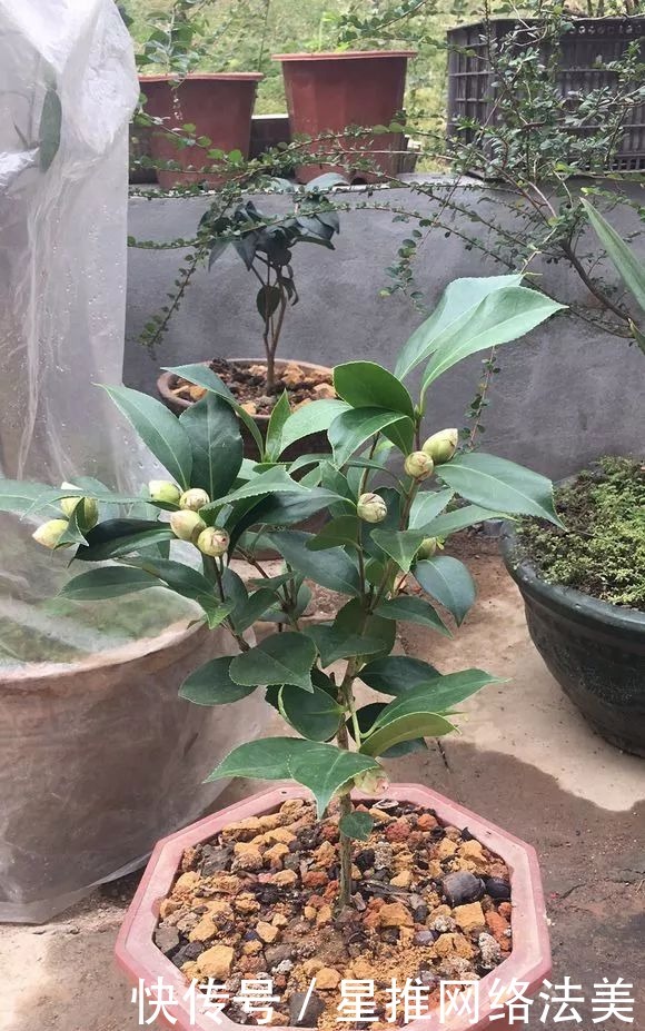 冬天3种花怕热,一热就落花落蕾,放在凉爽的地方最好!