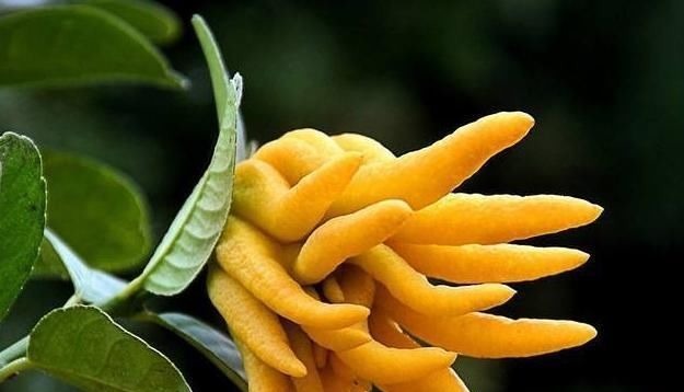 香橼|肝气一通，万病无踪2味常见中药泡茶饮，疏肝、理气、和胃