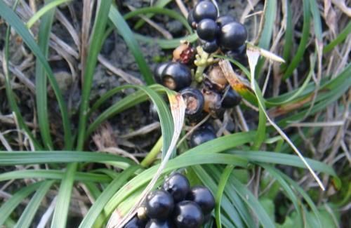  植物|野外4种植物，种在花盆里，养成漂亮小盆栽！?