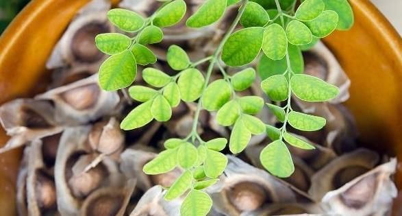 枸杞与此物是“一对”,若能坚持喝一周,强腰补肾,肝也干净了