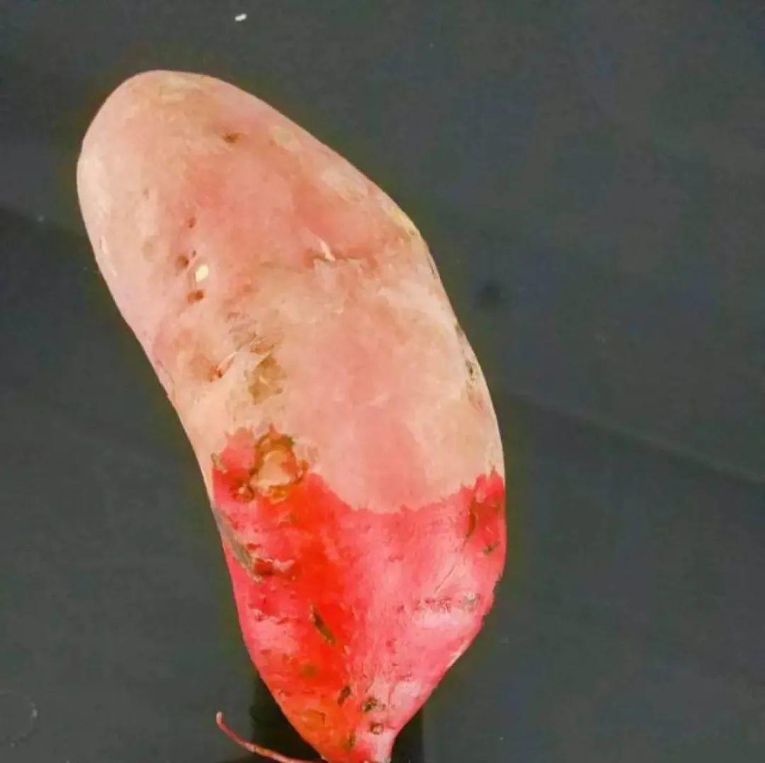 发芽|玉米棒子插盆里，7天冒出小森林，比绿萝吊兰好看