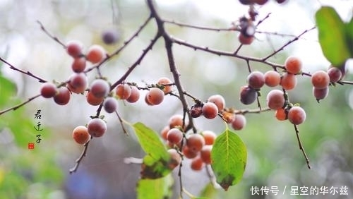 味道|在农村随处可见的一种野果，不仅味道鲜美，还能延缓衰老