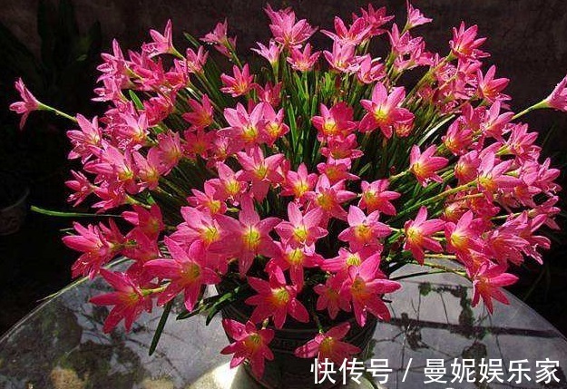 1种花，不怕晒、不怕淋雨，最适合在夏日养了，能回报你满园花色
