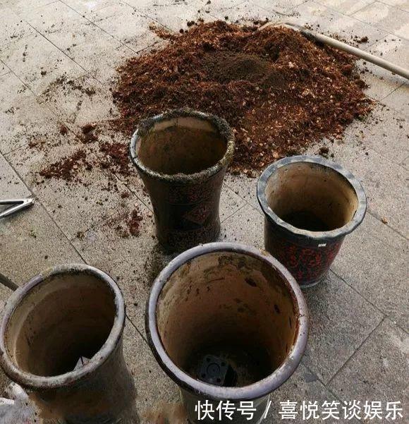 几十个高价花盆,被扔在垃圾桶旁,捡还是不捡?