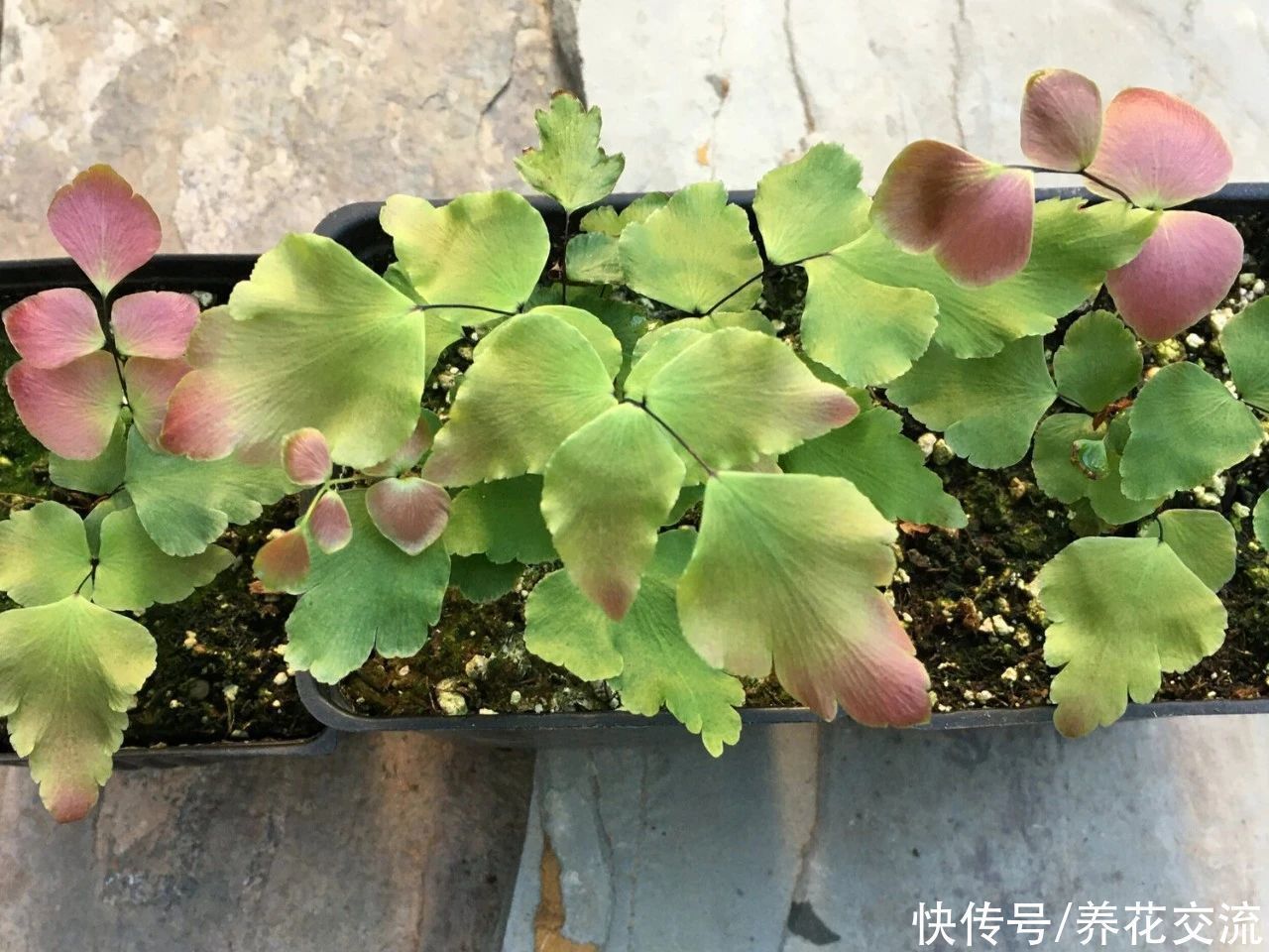 6种常见的弱光植物，能室内半阴的环境，养窗台便可维持良好状态