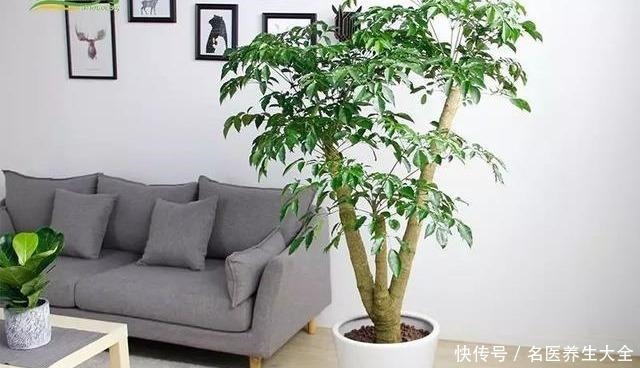 幸福树“害怕”2件事,做错一个,黄叶落叶不断,分分钟掉光头!