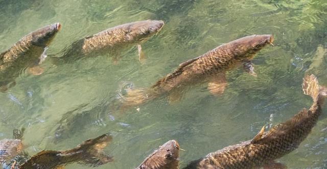 钓了这么多年鱼，才知春钓“好天气”竟在此时，怪不得我总不上鱼