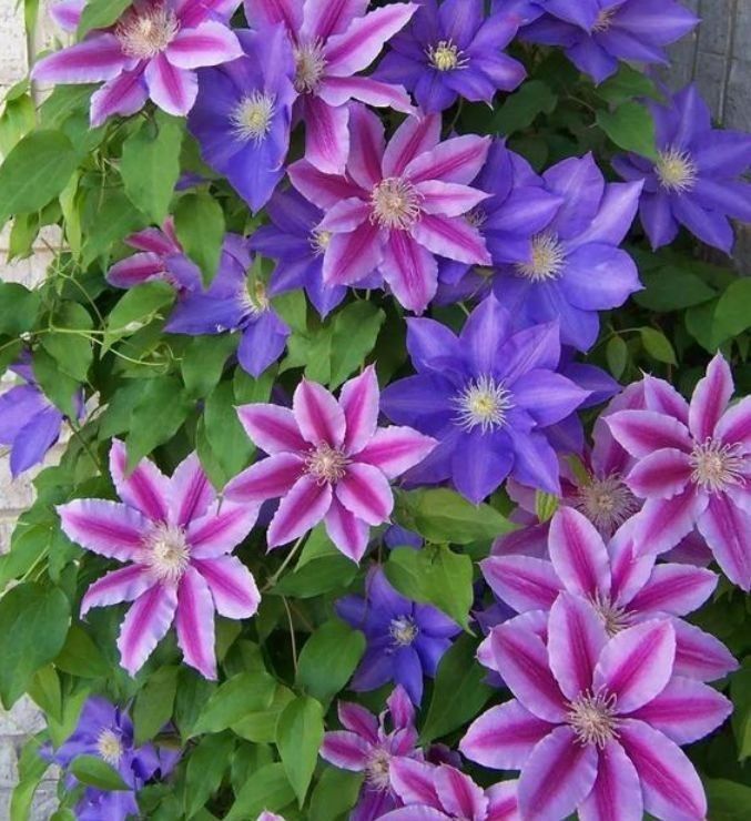 养花就养个花期长的,花香怡人,花朵粉嫩丰腴,绚丽夺目