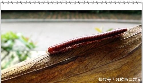 晋武帝|封建与专制的制度对比