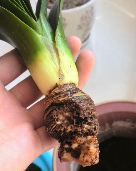 根系|让君子兰“快生根”用上1种“好宝贝”,2周长满狗牙根