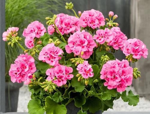 六种花一到夏天就怕热，不开花还不好养，照此做才能安全度夏