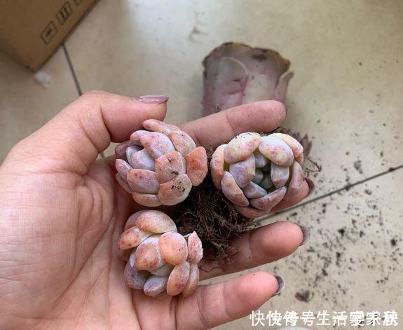 盆栽|多肉易出问题，就是根没养好，2个养根诀窍，肉肉晶莹剔透