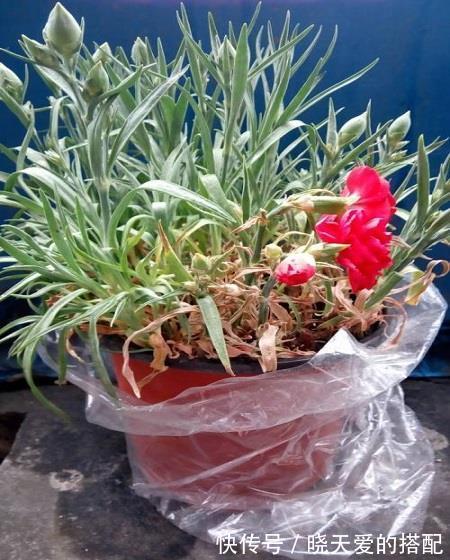 小月季|5种漂亮花,都是“激素花”,好看难养活,开完花就扔