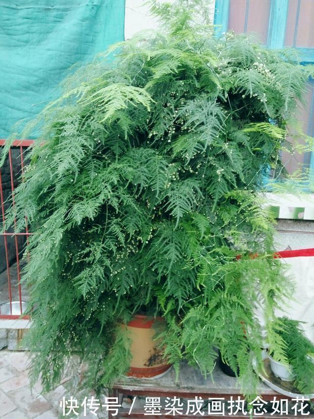 翠绿|吴大姐养文竹,30天浇点水溶液,嗖嗖冒笋芽,翠绿旺盛