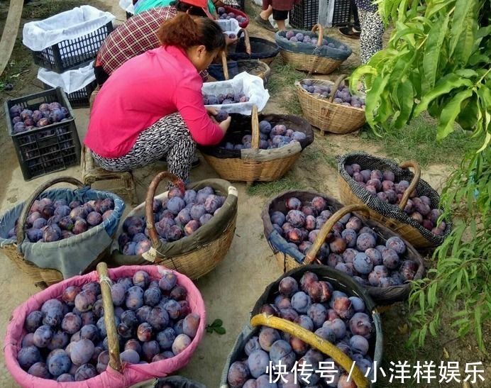 树苗|老大爷偷偷告诉出门见到此树苗,赶紧悄悄带回家,来年大丰收