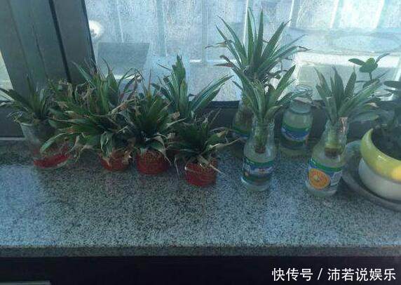 吃完的“菠萝头”不要扔,这样切一刀,扔水里,就能长叶结果
