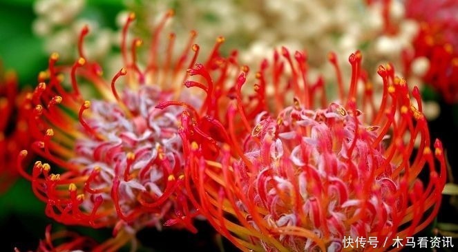 鲜花|此花被誉为花中之王,是一种花开不败的鲜花!寓意着顽强的生命力
