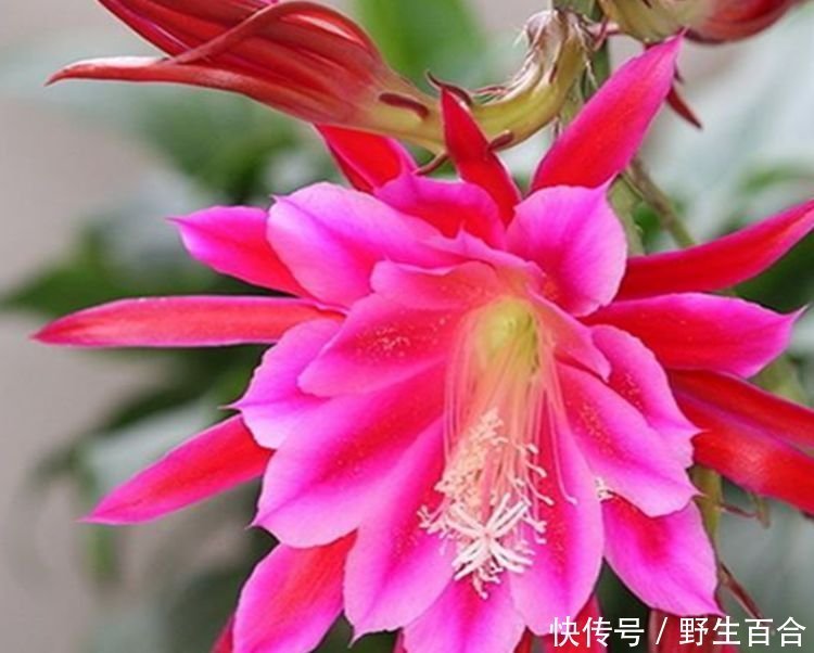 养花就养个花期长的,花色艳丽,花瓣层层叠叠,一养就上瘾!