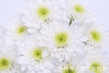 养护|沾水能生根的“一种花”,注意养护,不出一年就开花!