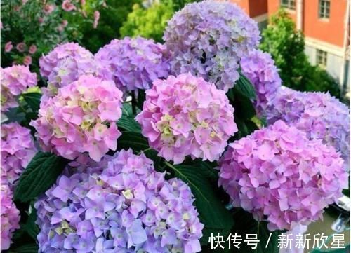 月季|4款艳美的花卉，花大色艳花期长，好养易爆盆，惊艳如花球