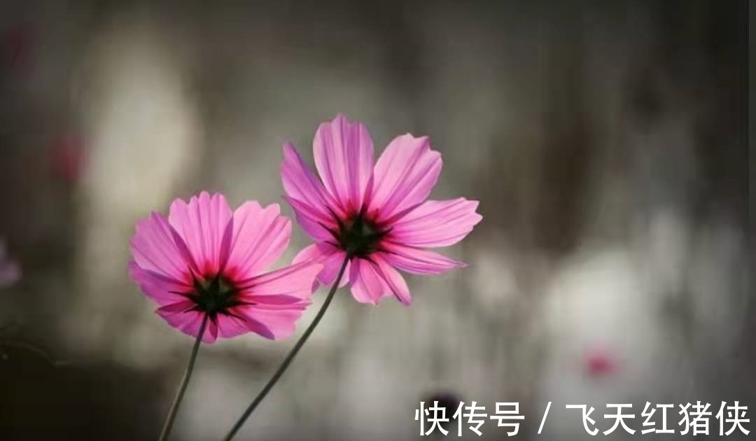 经典@王昌龄不愧是七绝圣手,信手写下一首送别诗,成为与众不同的经典