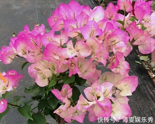 5种花越养越上瘾,只要养好一盆,就会特别喜欢