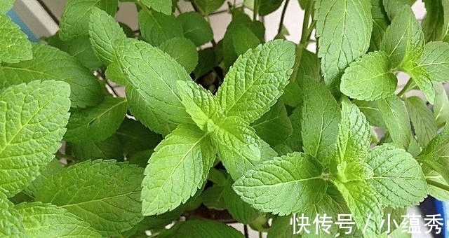 床垫|床垫用久了, 螨虫成窝? 只需2片叶子, 不用晒, 螨虫也能自动消失