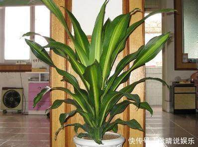 这几种盆栽会带来晦气,以后尽量不要养,后悔现在才知道!