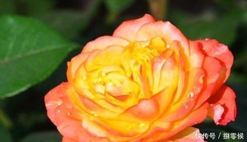 喜欢养玫瑰,不妨养“珍稀玫瑰”宠爱小姐,金蕊红衣,格外靓丽!