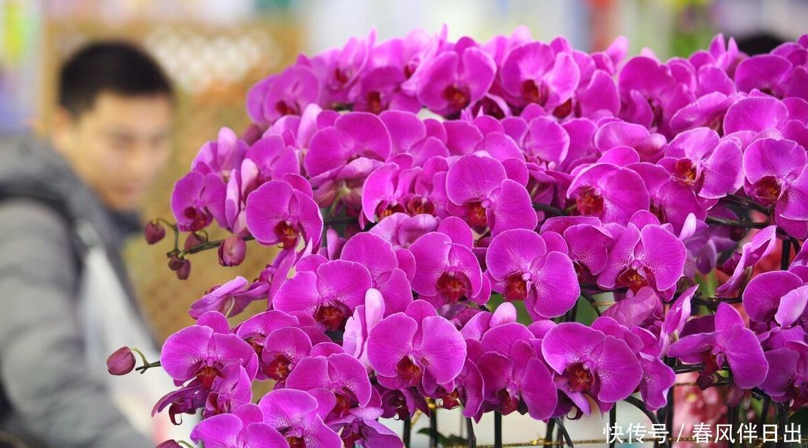 买年宵花时,遇到这5种,再便宜也不买,别不听劝