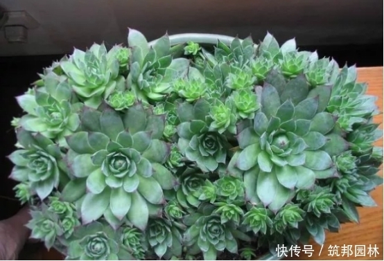 如何配置多肉植物的土壤?