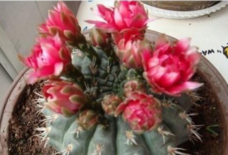 养花就养这“2种”，一月不浇水也能“长”，关键是还能“开花”