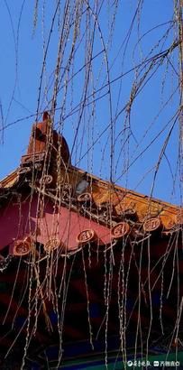 老年|就地过年春在身边｜牛年佳节春来早，济南趵突泉垂柳发新芽