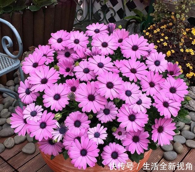 4月逛花市，就买这4种花，便宜、好看，新手都能养！