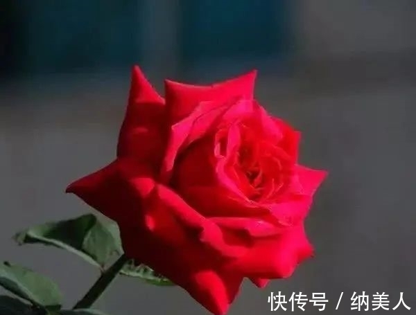 幸运之神|塔罗占卜：选一朵喜欢的花，测你的幸运之神什么时候降临