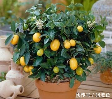 桑科榕属|喜欢养花,不如养会结果的盆栽,3种盆栽养一盆吃一年