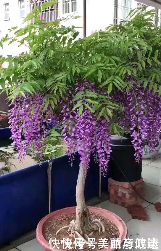 紫藤|4种花养成老桩,价格能翻好几倍,开花也更多!