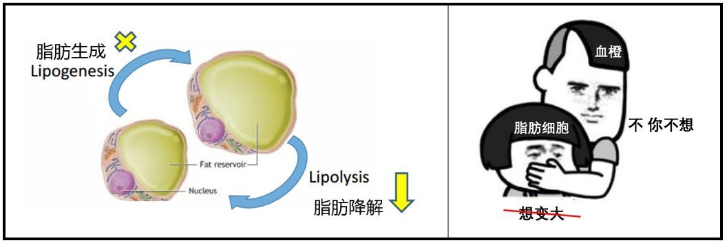 血橙|减肥≠减重？Yes，你更需要的是减脂——意大利西西里血橙提取物
