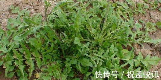 野菜|不管男女過了四十多吃6種野菜，能夠補充身體營養，幫助增強體力