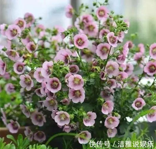 阳台|夏天养花就要养它们,放在阳台狠狠晒,天天开成小花园!