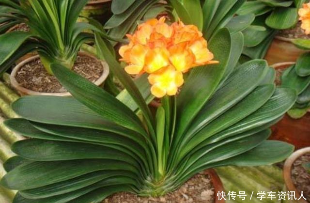 养君子兰学会四季浇水方法,根系长满盆,叶子绿出油!