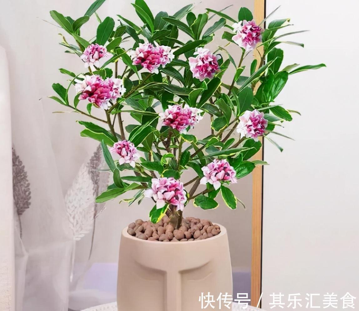 香水|5种香水花，家里养一盆，花香怡人，好看又好闻