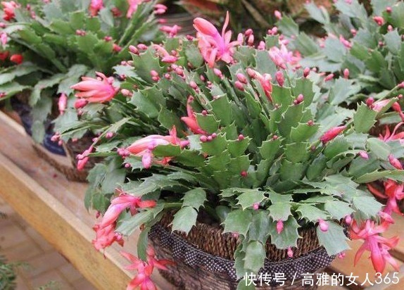 春天养这四款花草,剪得越狠,必定枝繁叶茂,花开满枝