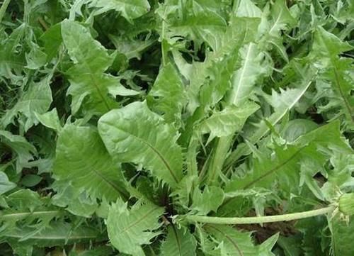 白带增多|农村到处都是宝，3种野菜，田边疯长，养肝护肝，预防妇科病