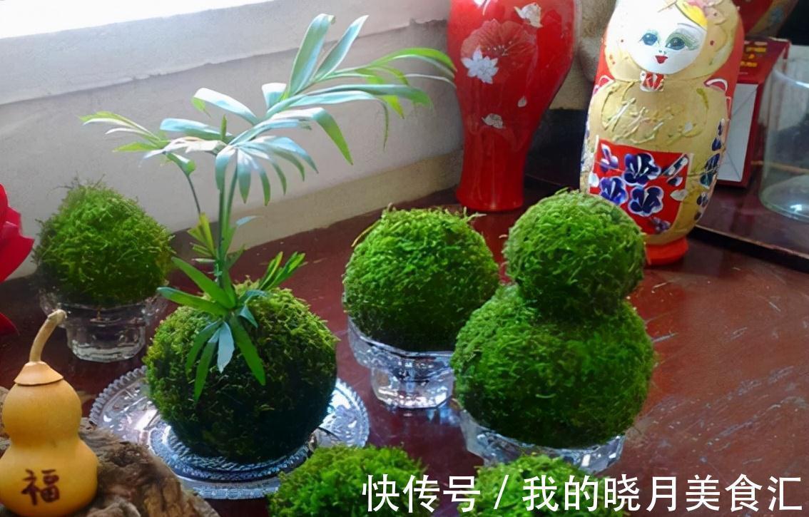 苔藓盆栽3大玩法，随地取材还不花一分钱，好看更好养