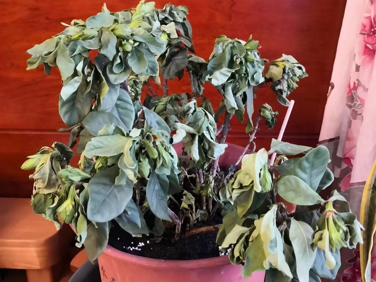 种花|天气凉了,1种花“记得”别买,养1周就耷拉、养30天“光杆”